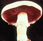 oregon underground mushroom
