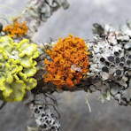 Lichens: Thoreau's Leaves of Winter