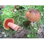 Science in Action: Making Sense of Red-pored Boletes, Dave Wasilewski