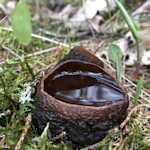 Cauldrons and Urns of Witches and Devils, Nickolas N. Rajtar & Robert A. Blanchette