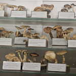 Amazing Mushroom Museum of Croatia is in Jeopardy, Chase McLean