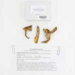 Preserving the Past: Modern Threats to Herbaria and Fungaria, Britt A. Bunyard