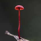 Seven Standout Fungal Wonders from Down Under, Alison Pouliot